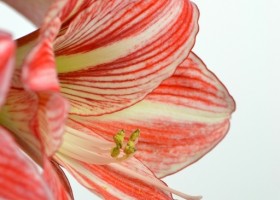 hippeastrum Fairytale ® (3)